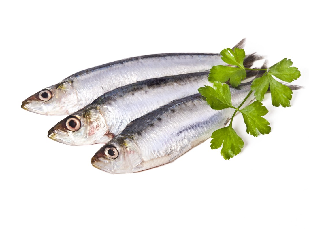 sardine